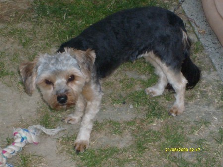 Takto dopadol keď som ho strihala :)